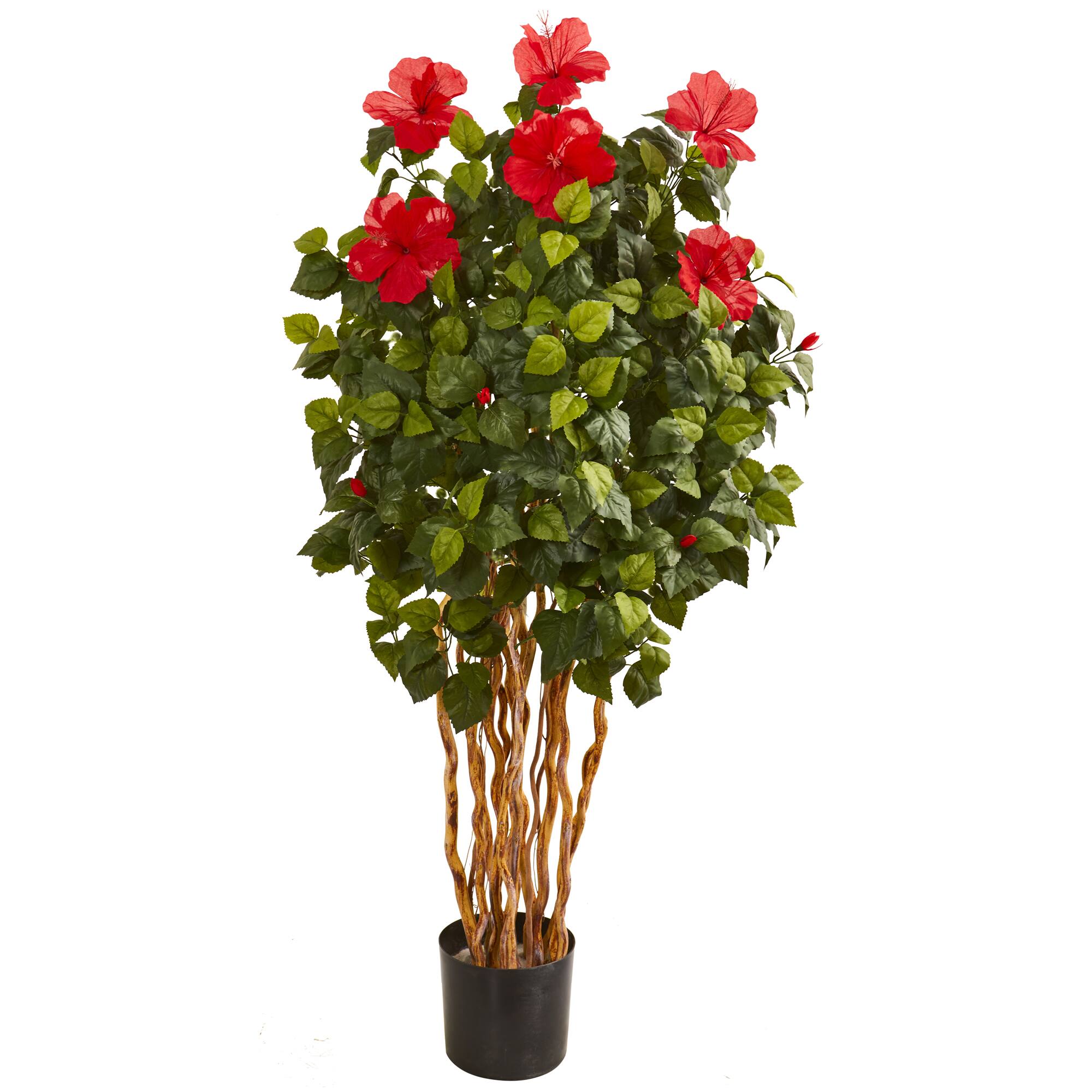 5ft. Potted Hibiscus Tree